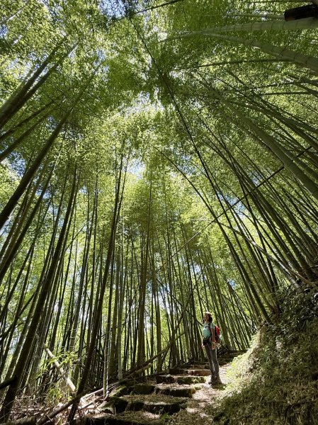 阿里山 奮瑞古道 202506282827166