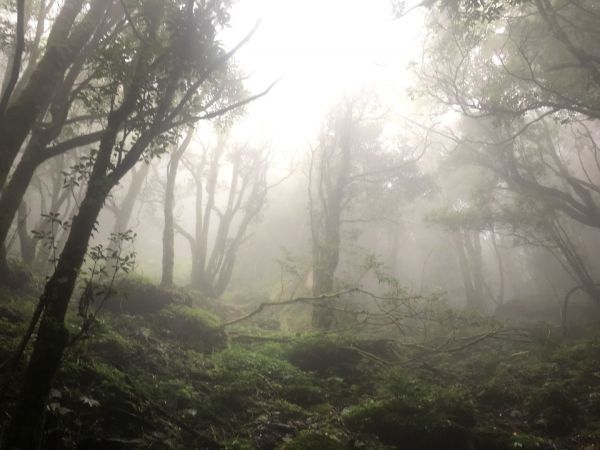 觀霧檜山巨木森林步道171713