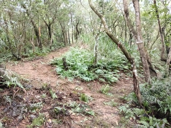 雙溪區艋舺崙古道+新路尾山+大竹林山出雙溪車站2998647