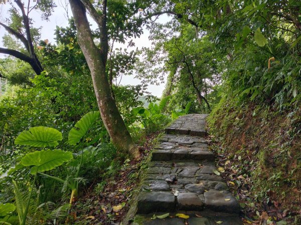 內湖區大湖公園+白鷺鷥山2931139