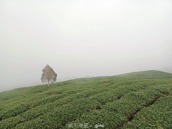 【雲林古坑】療育綠廊。 雲嶺之丘 x杉林步道x五元二角2760571