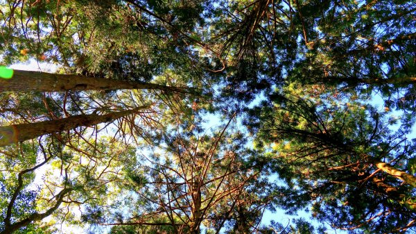 油羅山(一上三下)2959135