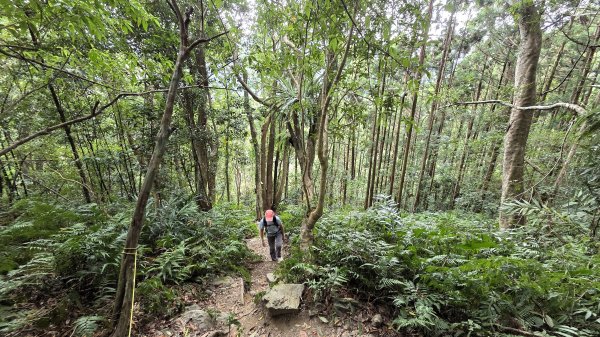 風和日麗來去烏來三山享受森林芬多精2984335