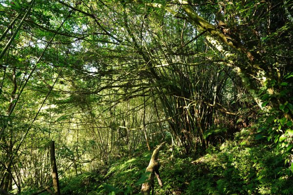 新北 三峽 金敏子山、詩朗山、塞口坑山、內金敏山2565600