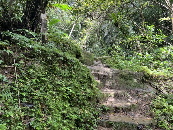 [微笑山線_第十二段] 2025_0803 五分山系_嶺腳寮山2851326
