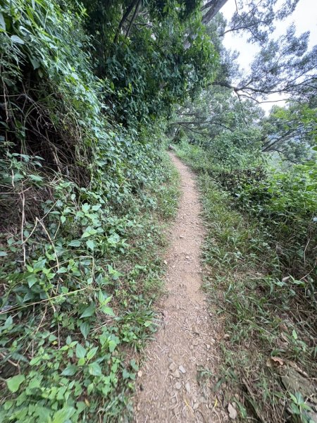 20251109棚集山步道2935240