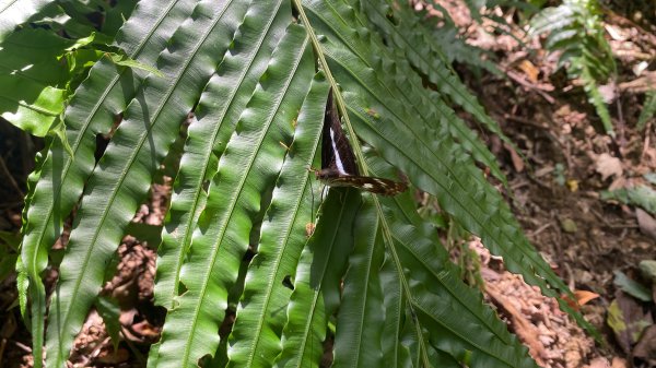 深坑 O 型環走｜大崎嶺步道・林家草厝・茶山古道・炮子崙瀑布（含冷門山徑）2895115