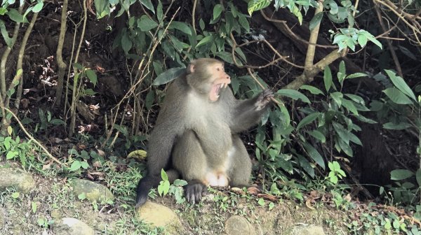 享受台北近郊陽明山小秘境楓林瀑布的清新芬多精2996540