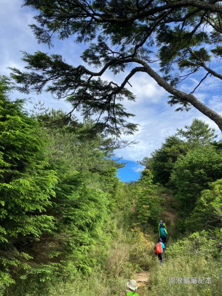 【羅馬縱走】山林巨木饗宴，夏季避暑的縱走路線2888198