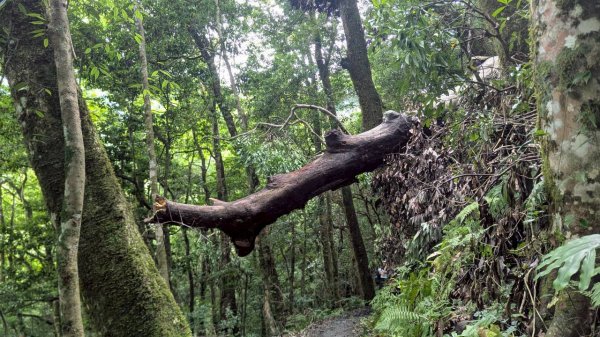 鎮西堡巨木步道群 (B區)2861218