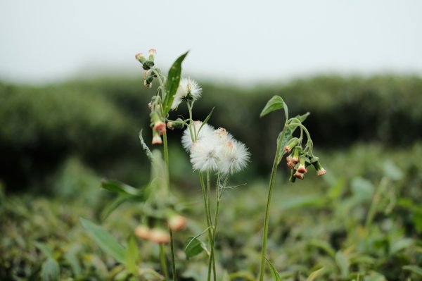 【雲林-嘉義】挑筍古道，車心崙步道897759