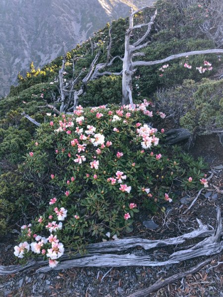 202505八大秀2874047