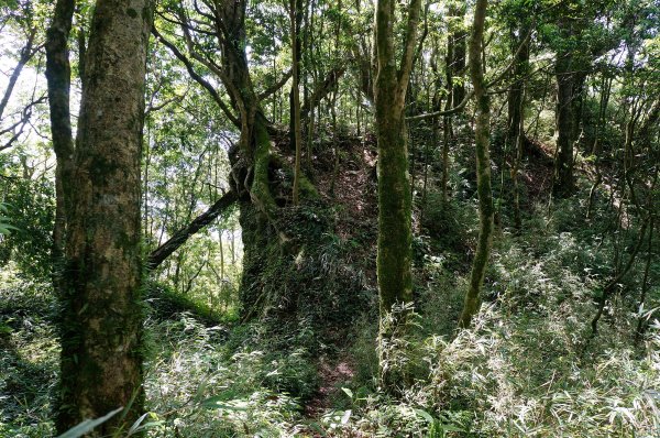 魯壁山、東穗山連走602840