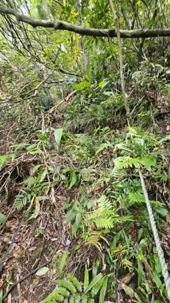 20250502大崙古道-崩山大崙-大崙西北峰-天王峰2776302