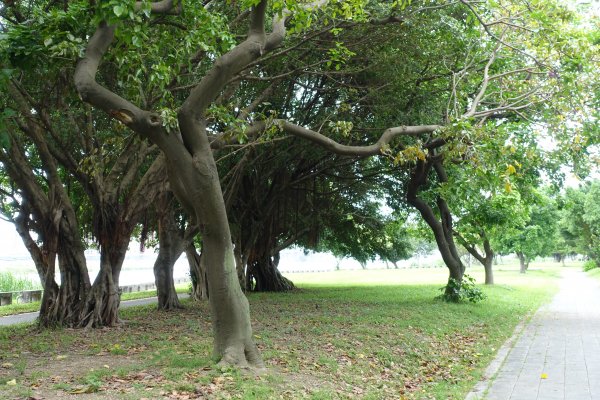 龍山河濱公園．玉泉公園1124290