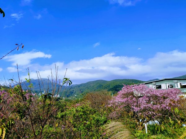 【2022櫻花季】陽明山平菁街櫻花季開跑1586023