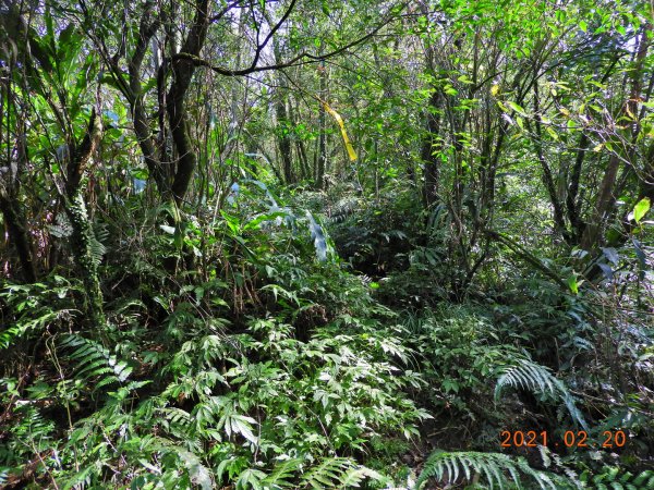 宜蘭 頭城 窖寮山(未竟)1278646