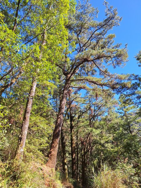 石山引水道202512112959530