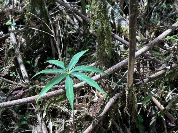 小奇萊步道2777617