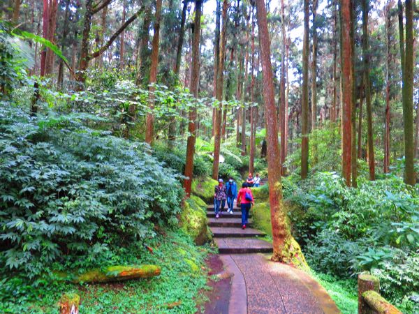 溪頭大學池步道354787