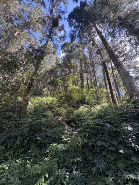 20251004嘉義奮起湖大凍山步道(頂湖)2914908