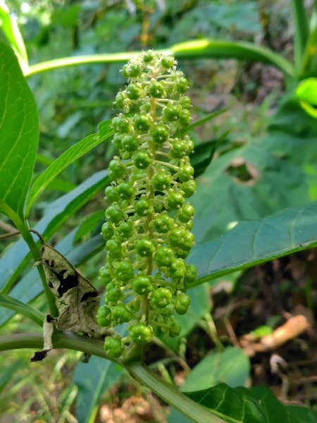 九芎頭步道-雲頂步道-二延平步道-二延平山-茶霧之道2773812