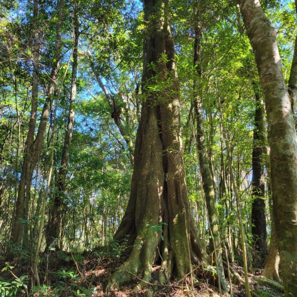 南東眼山（埔里六秀）1505601