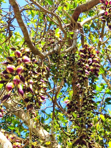 血籐大亂鬥3015542