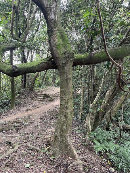 [微笑山線_第一段] 2025_0720 大棟山系_鎮遠山2843560