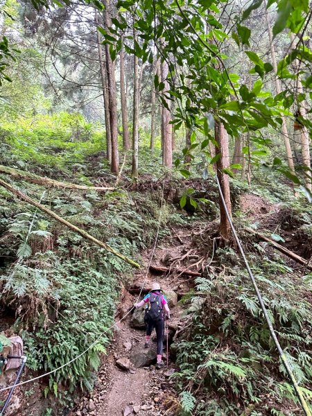 【新竹五峰】迷霧山林。 民都有山登山步道(面托油山)x民都有山北峰2991872