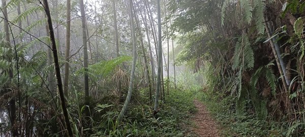 20220702_集集大山(車埕步道)1752034