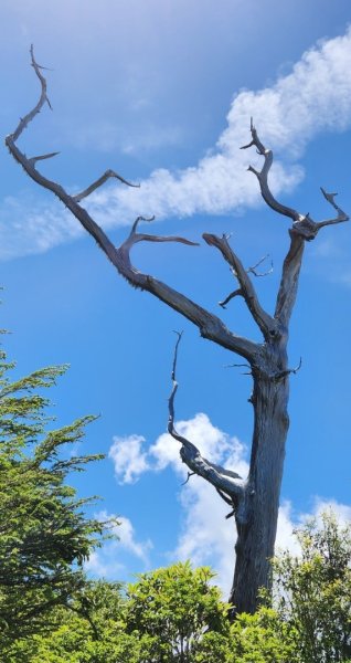 【中級山】是誰，在森林裡施放了魔法與巫術，幽靈草，如此魅惑，魔幻森林塔曼山2743698