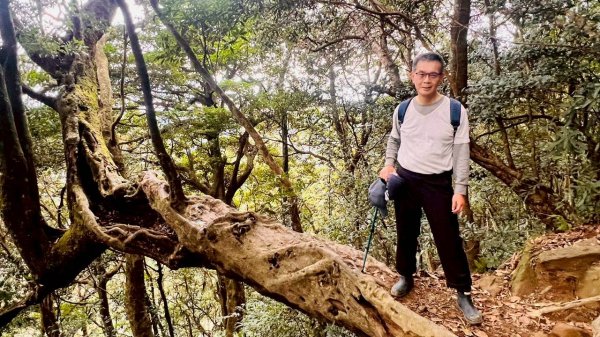 🌈12/28（日）北得拉曼神木+內鳥嘴山✨FB：熊熊趴爬走🌈2971308