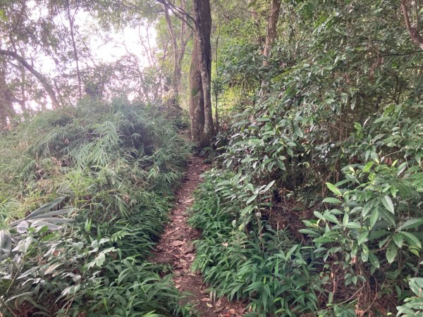 關西赤柯山、東獅頭山步道2278807