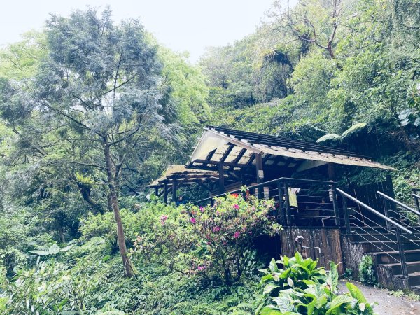 20250329 抹茶山-聖母登山步道2758934