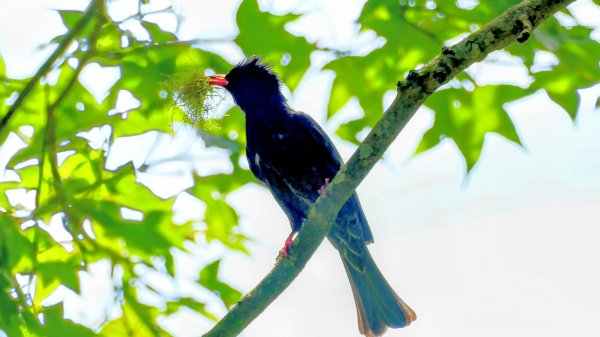 南勢坑小尖,大尖2816048