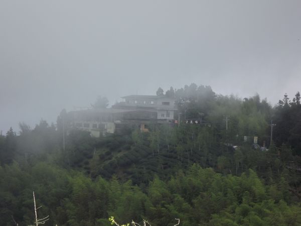 20170627 銀杏森林 大崙山茶園214143