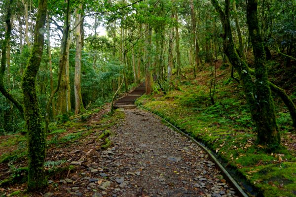 檜山巨木森林步道481575