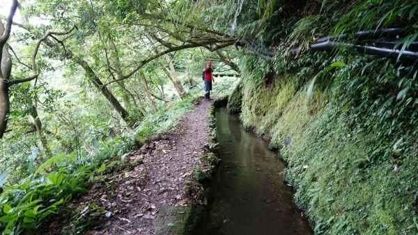 百年坪頂古圳與北五指山之草原驚艷45789