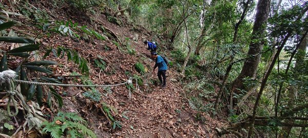 2025/12/25_冬瓜山神木步道2971970