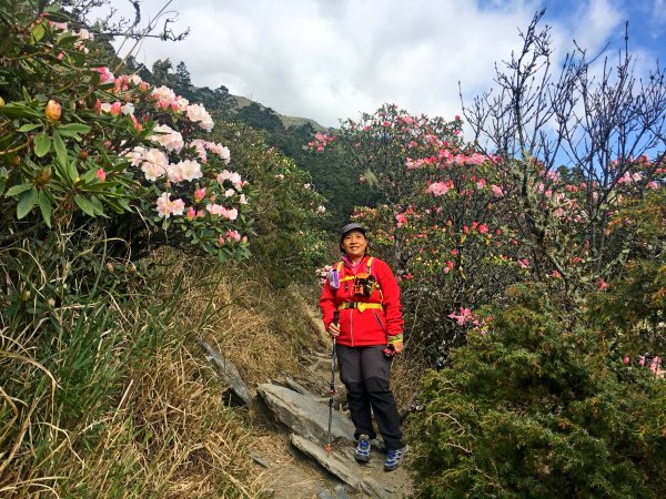 小奇萊賞杜鵑   2019/04/10563968