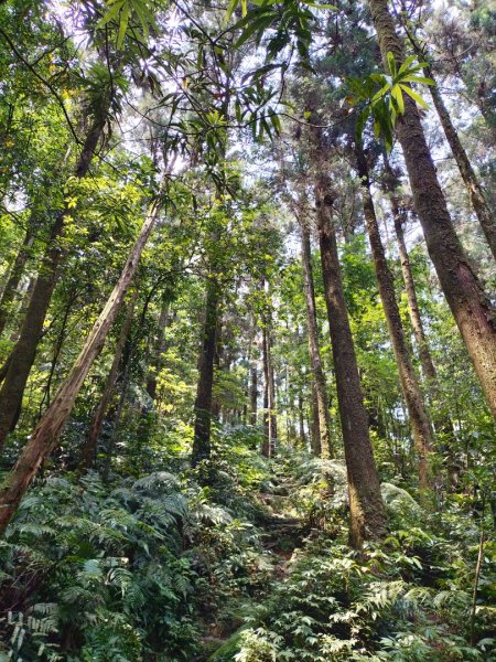 烏來大桶山（由桂山路攀登）2492866