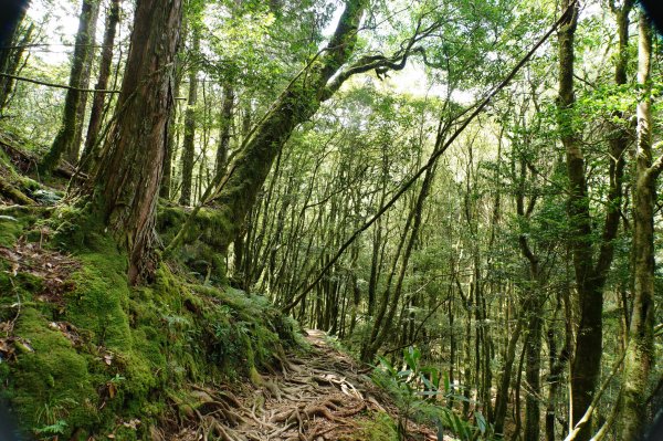 台中 和平 南松鶴山、八仙山、東松鶴山2877963