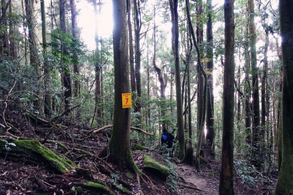 苗栗。加里山 大O型 2018.03.1293826