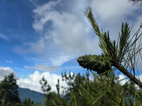 志佳陽大山（回程走高繞環山獵人登山步道）2542178