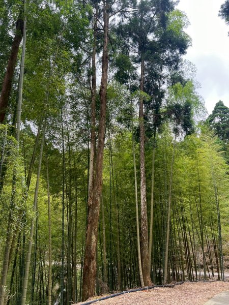 嵐山再古坑。五元兩角 木馬古道2806229