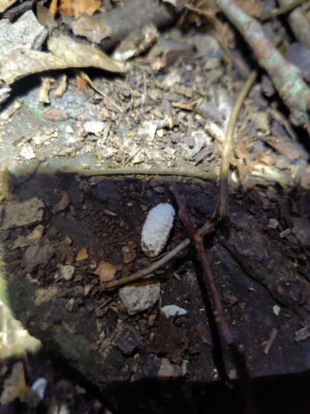 南東眼山連走有勝山2918716