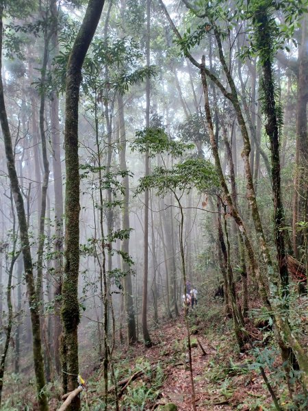 【台中和平】筆直的杉林.林相優美。 橫嶺山x沙連山P型2869049
