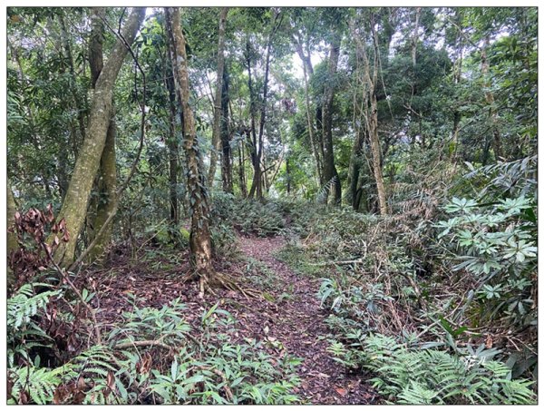 大克山 南稜線A上B下 (卓蘭最高峰)2825475