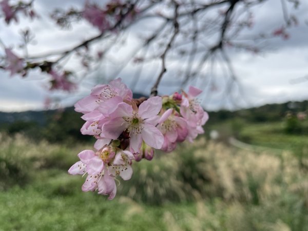 2026台北大縱走3013916